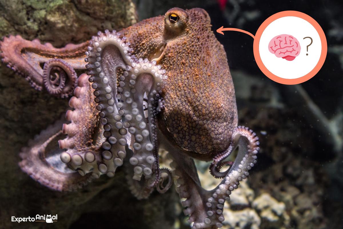 ¿Cuántos cerebros tiene un pulpo?