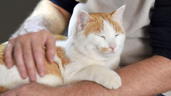 Los gatos que ronronean no siempre están felices: la razón que pocos conocen y cuándo preocuparse - El motivo por el que el ronroneo suele asociarse a la felicidad del gato