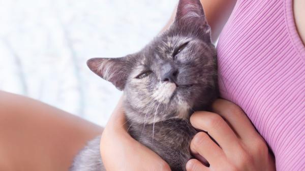 Los gatos que ronronean no siempre están felices: la razón que pocos conocen y cuándo preocuparse - Las señales que te ayudan a saber si el ronroneo de tu gato es positivo o negativo