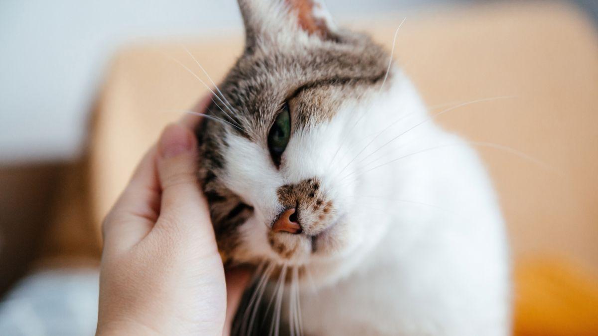 Los gatos que ronronean no siempre están felices: la razón que pocos conocen y cuándo preocuparse