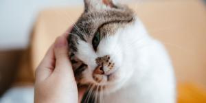 Los gatos que ronronean no siempre están felices: la razón que pocos conocen y cuándo preocuparse