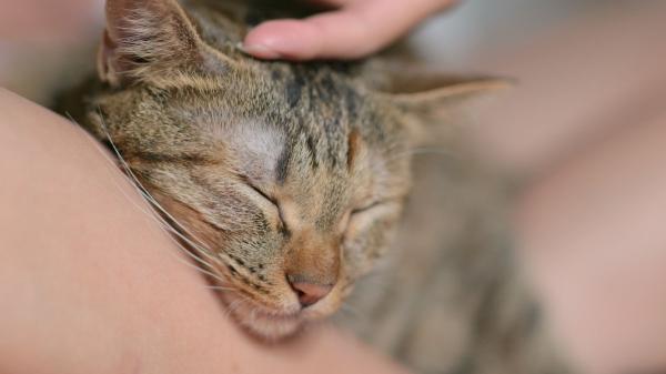 Los gatos que ronronean no siempre están felices: la razón que pocos conocen y cuándo preocuparse - No es solo felicidad: los gatos también ronronean cuando sienten dolor o malestar