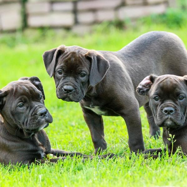 es malo criar perros que están relacionados