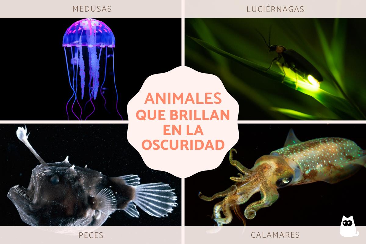 Animales bioluminiscentes: características y ejemplos