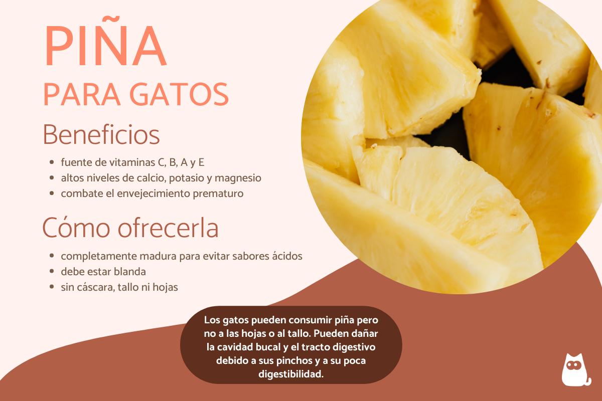 ¿Los gatos pueden comer piña?