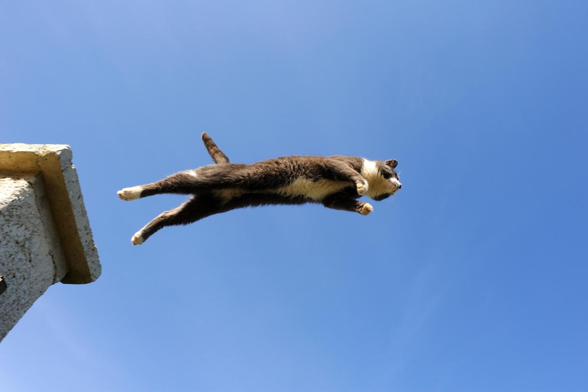 ¿Desde qué altura puede caer un gato sin lastimarse?