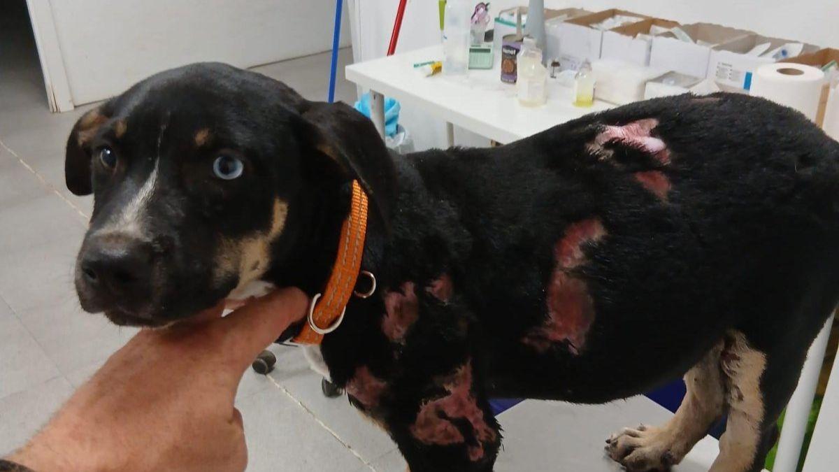 Detenido un hombre en Catalunya tras arrojar dos veces a un cachorro al fuego: el animal ha logrado sobrevivir