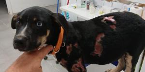 Detenido un hombre en Catalunya tras arrojar dos veces a un cachorro al fuego: el animal ha logrado sobrevivir