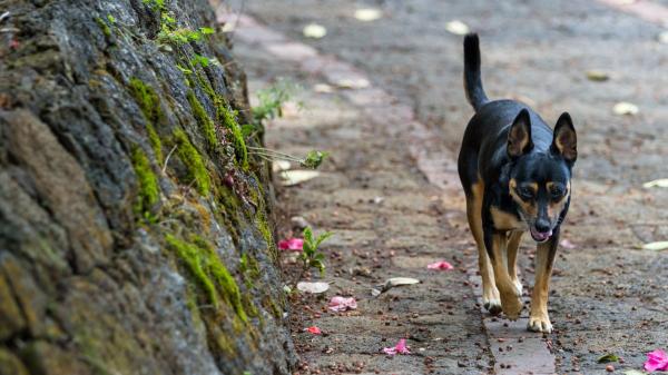 Detenido un hombre en Catalunya tras arrojar dos veces a un cachorro al fuego: el animal ha logrado sobrevivir - El abandono y el maltrato animal siguen siendo un problema en España 
