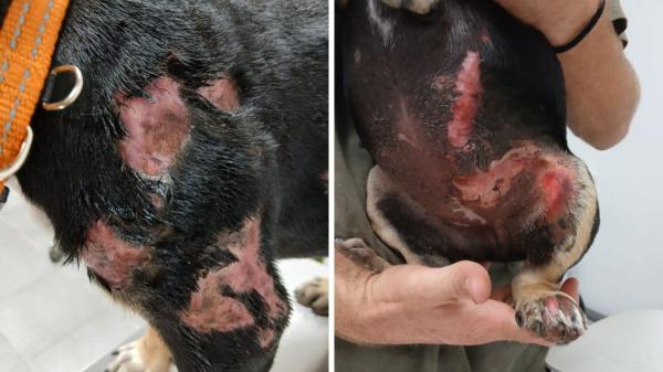 Detenido un hombre en Catalunya tras arrojar dos veces a un cachorro al fuego: el animal ha logrado sobrevivir - El cachorro ha sobrevivido, aunque presenta quemaduras en distintas partes del cuerpo
