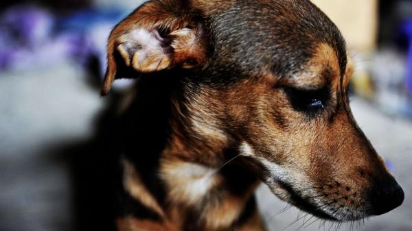 Detenido un hombre en Catalunya tras arrojar dos veces a un cachorro al fuego: el animal ha logrado sobrevivir - La Ley de Bienestar Animal también penaliza el maltrato y regula la protección de los animales