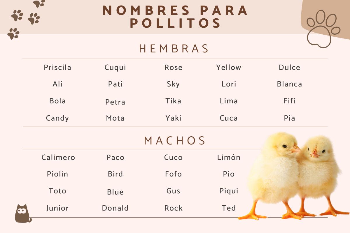 Nombres para pollitos
