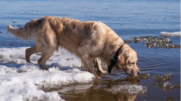 María Vetican, veterinaria: “Si tu perro come arena de la playa, puede sufrir problemas intestinales graves” - Beber agua del mar también puede provocar diárrea y vómitos