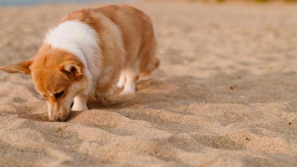 María Vetican, veterinaria: “Si tu perro come arena de la playa, puede sufrir problemas intestinales graves” - Comer arena de la playa puede provocar una obstrucción intestinal en tu perro