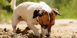 María Vetican, veterinaria: “Si tu perro come arena de la playa, puede sufrir problemas intestinales graves”