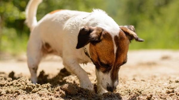 María Vetican, veterinaria: “Si tu perro come arena de la playa, puede sufrir problemas intestinales graves”