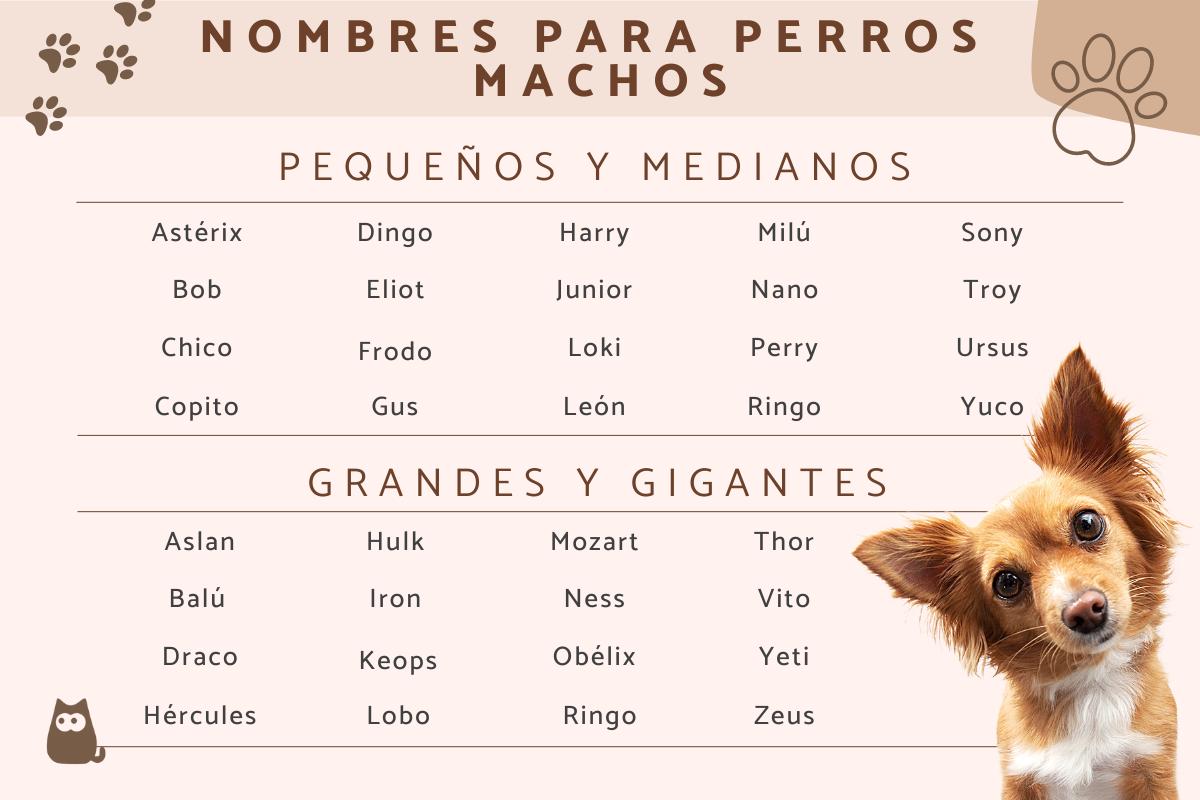 Nombres de perros machos