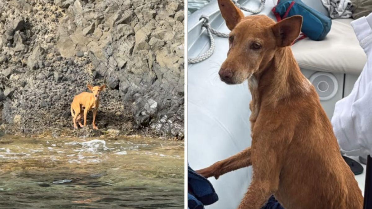 Bergantín, el perro abandonado en una cala inaccesible de Almería: estaba desnutrido y el agua ya cubría parte de su cuerpo