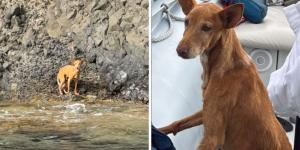 Bergantín, el perro abandonado en una cala inaccesible de Almería: estaba desnutrido y el agua ya cubría parte de su cuerpo