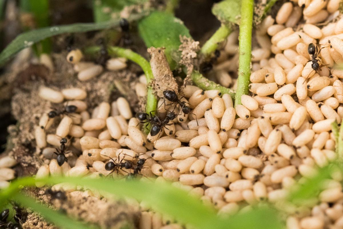 ¿Cómo se reproducen las hormigas?