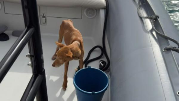 Bergantín, el perro abandonado en una cala inaccesible de Almería: estaba desnutrido y el agua ya cubría parte de su cuerpo - Lo encontraron atrapado en una zona inaccesible y sin posibilidad de regresar