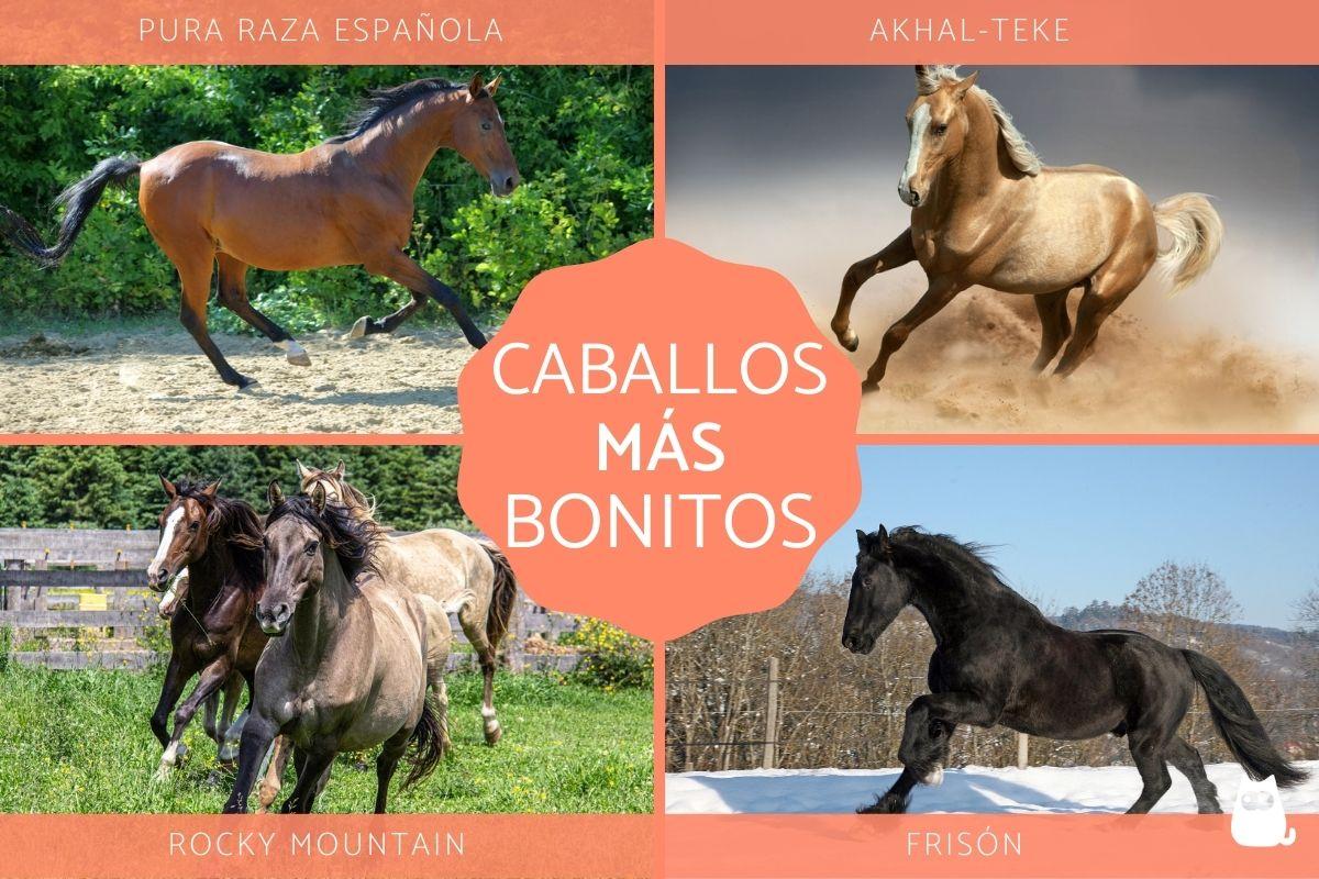 Los caballos más bonitos del mundo