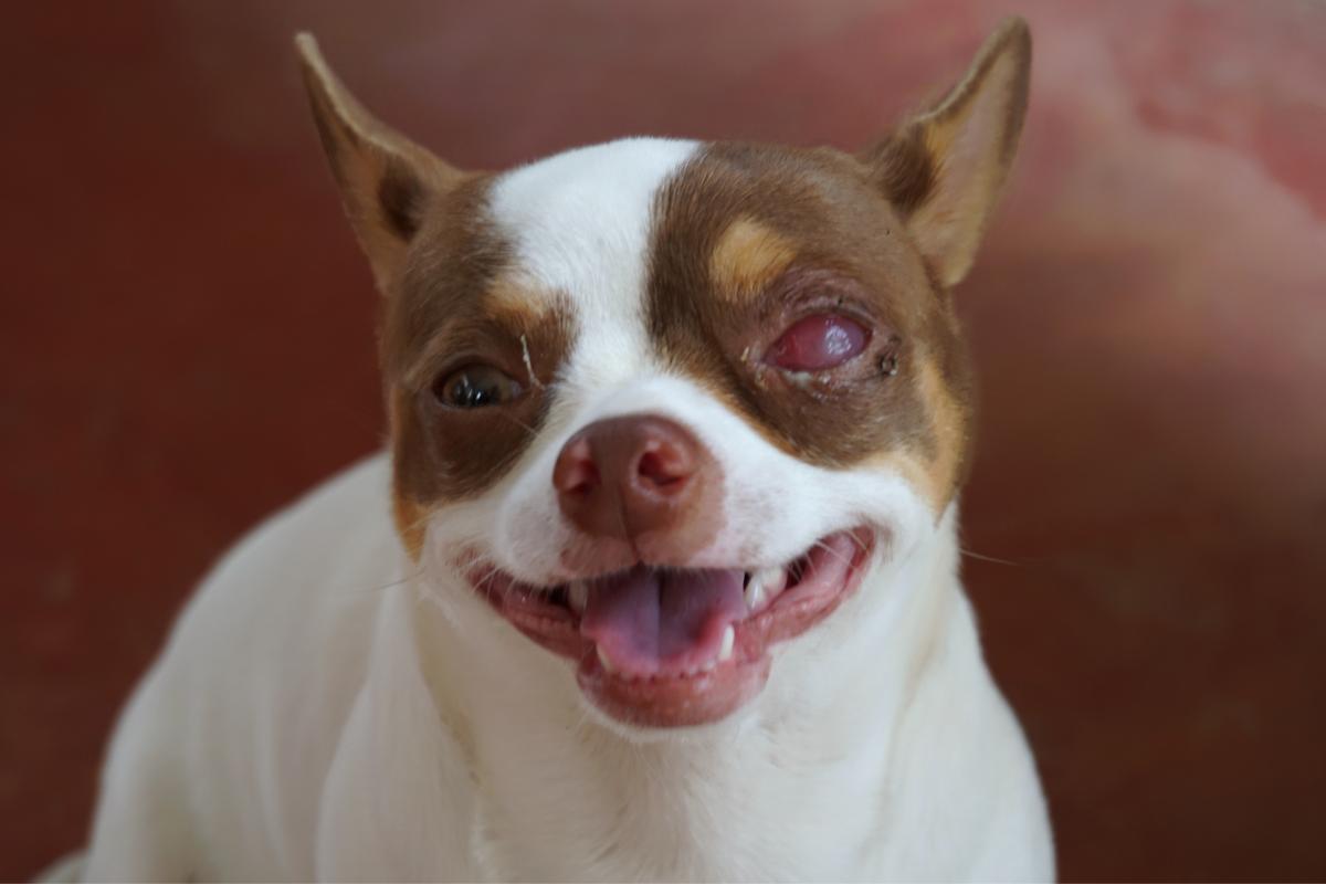 Microftalmia en perros - Qué es, causas, síntomas y tratamiento