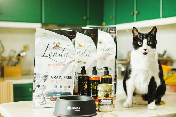 ¿Se puede mezclar pienso de gato con comida húmeda? - Consejos para alternar el pienso y la comida húmeda para gatos