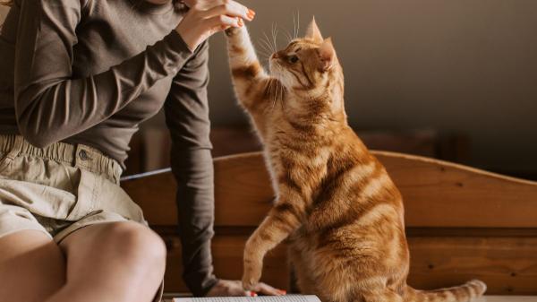 La psicología dice que las personas que esperan a que el gato se acerque primero no son tímidas, sino que valoran el afecto sin imponerlo - Los estudios muestran por qué dejar que el gato tome la iniciativa puede mejorar la relación con su persona