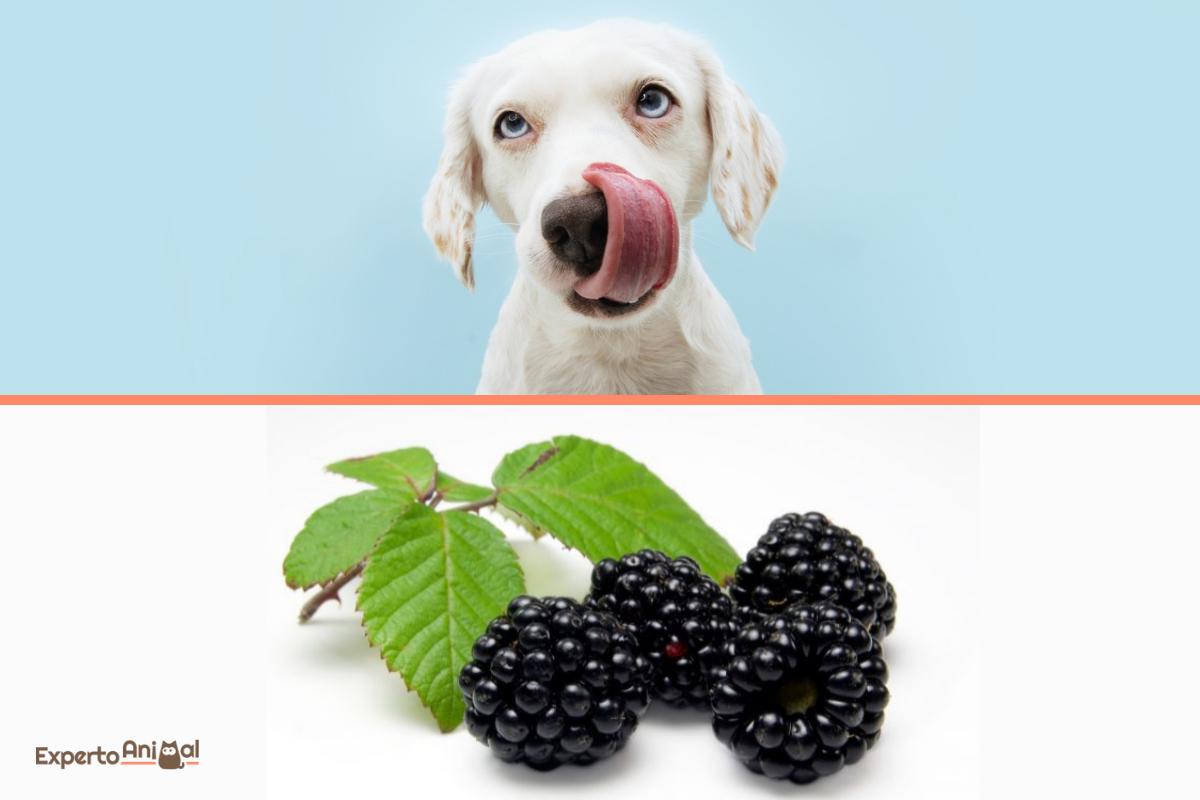 ¿Los perros pueden comer moras?