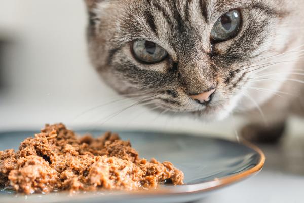¿Se puede mezclar pienso de gato con comida húmeda? - ¿Se puede alimentar un gato solo con comida húmeda?