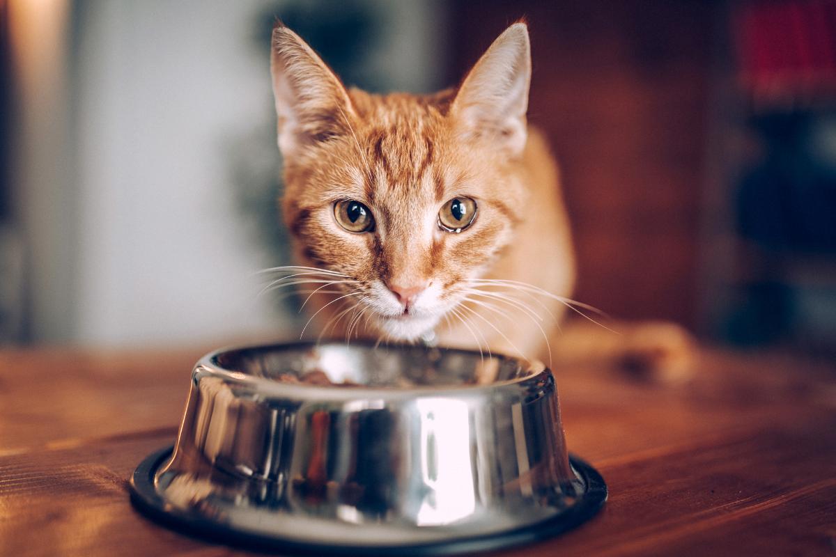 ¿Se puede mezclar pienso de gato con comida húmeda?