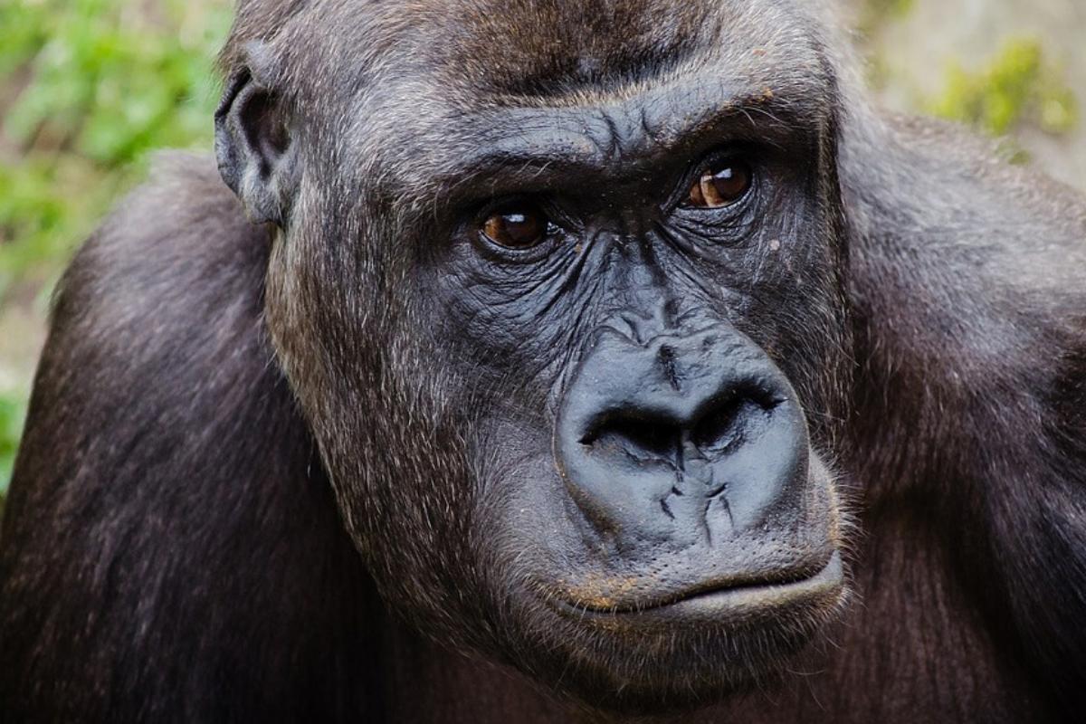 Tipos de gorilas