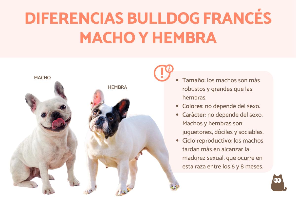 Diferencias entre bulldog francés macho y hembra