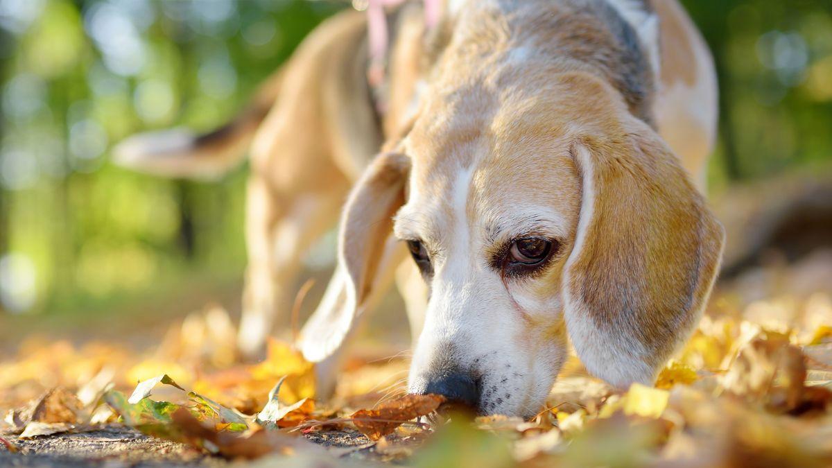 Los veterinarios advierten: “Las castañas no son tóxicas para los perros, pero hay que tener cuidado con la forma de dárselas”