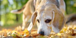Los veterinarios advierten: “Las castañas no son tóxicas para los perros, pero hay que tener cuidado con la forma de dárselas”