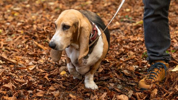 Los veterinarios advierten: “Las castañas no son tóxicas para los perros, pero hay que tener cuidado con la forma de dárselas” - No todas las castañas son iguales: algunas sí son tóxicas para los perros