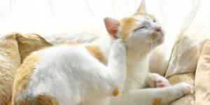 Si tu gato tiene una herida por rascarse, esta guía de primeros auxilios te ayudará