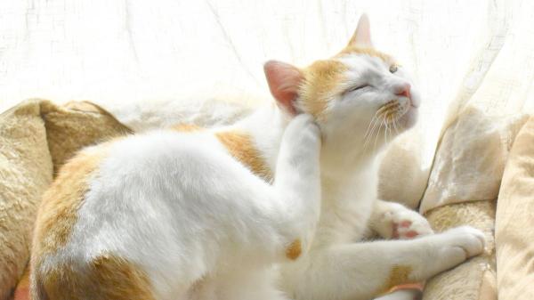 Si tu gato tiene una herida por rascarse, esta guía de primeros auxilios te ayudará