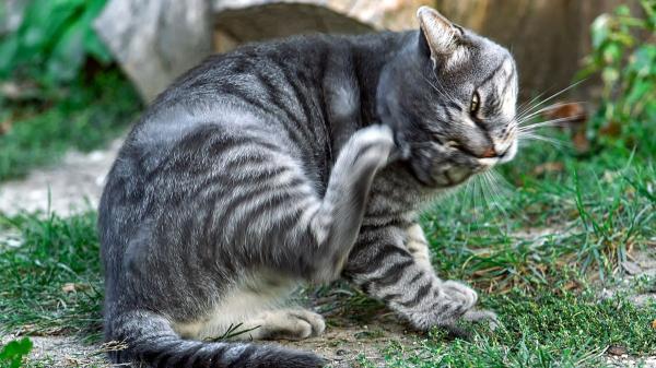 Si tu gato tiene una herida por rascarse, esta guía de primeros auxilios te ayudará - Tipos de heridas que los gatos se hacen al rascarse mucho