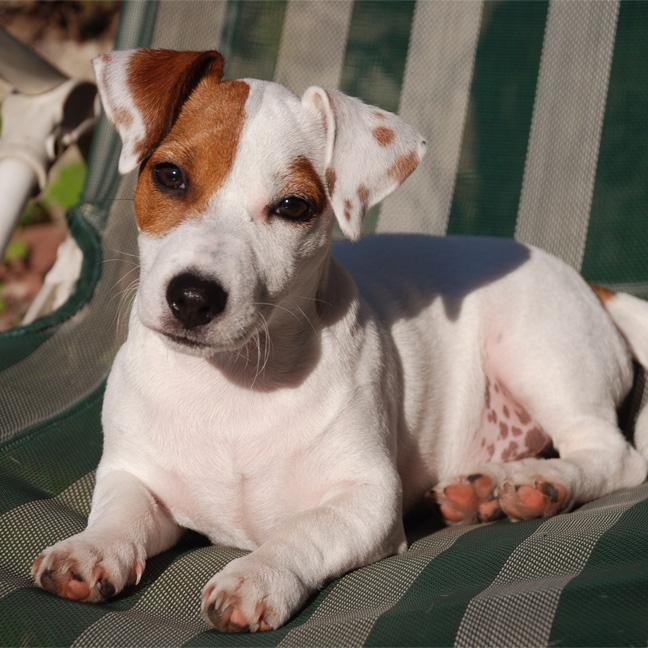 cuanto hay que darle de comer a un terrier al dia
