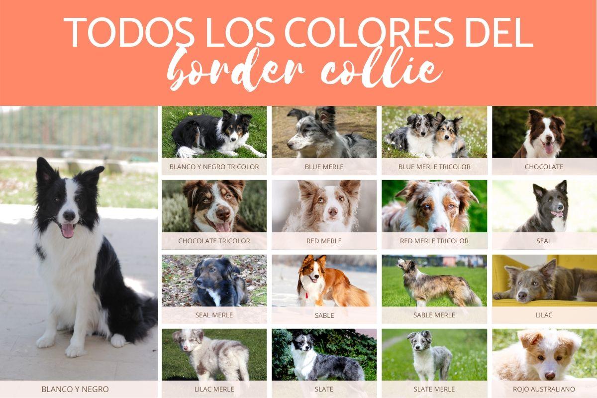 Colores del border collie