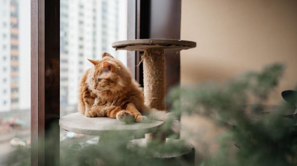 Las adopciones de gatos se disparan en las ciudades medianas y pequeñas: el teletrabajo y la falta de espacio cambian las reglas - La reducción del tamaño de la vivienda y el auge de los alquileres impulsan la preferencia por los gatos