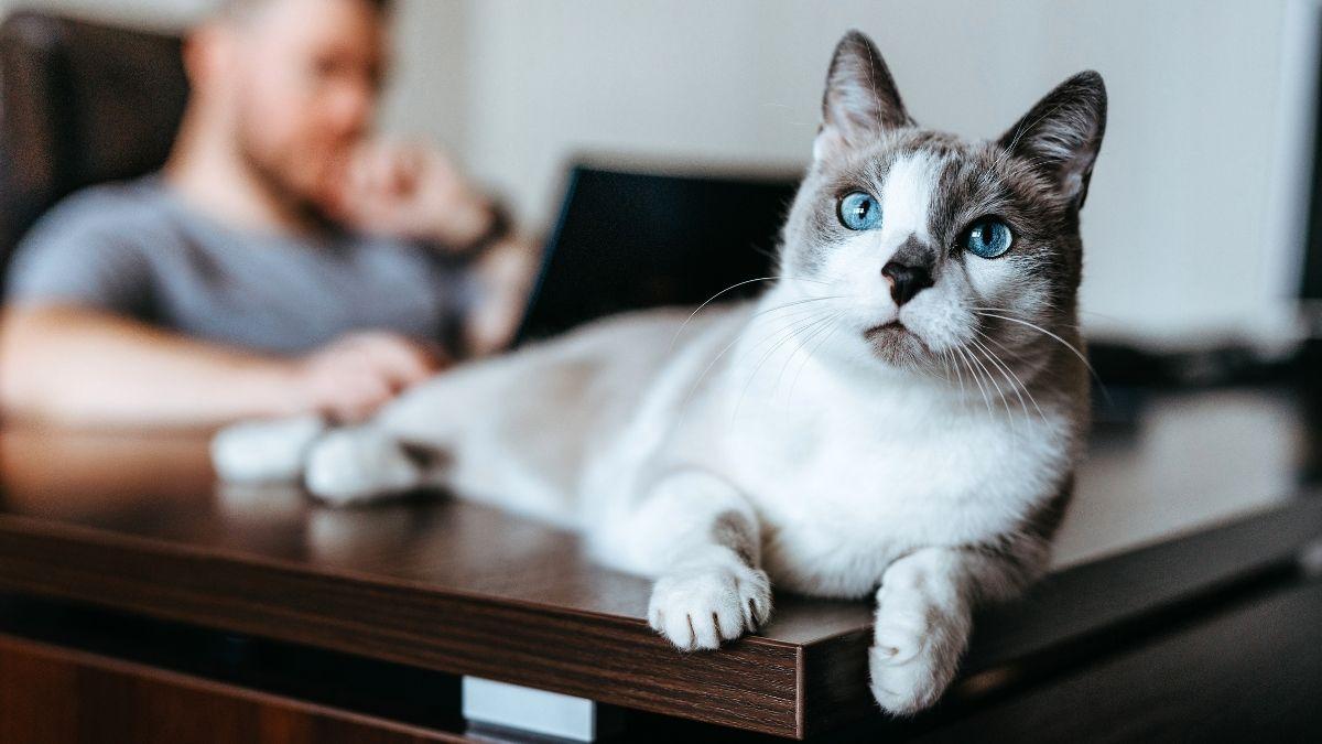 Las adopciones de gatos se disparan en las ciudades medianas y pequeñas: el teletrabajo y la falta de espacio cambian las reglas