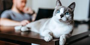 Las adopciones de gatos se disparan en las ciudades medianas y pequeñas: el teletrabajo y la falta de espacio cambian las reglas
