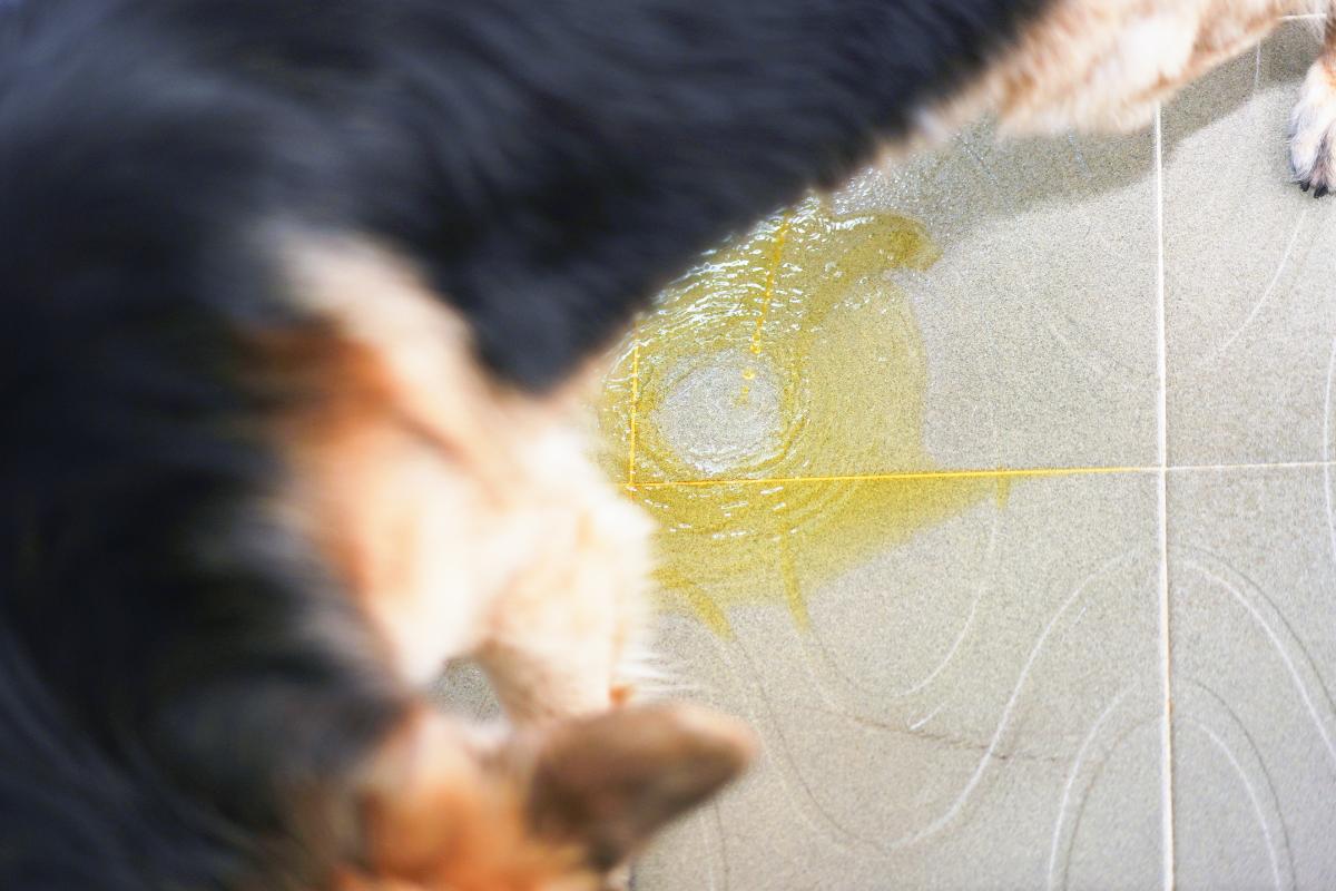 Mi perro se orina después de castrarlo - Qué hacer