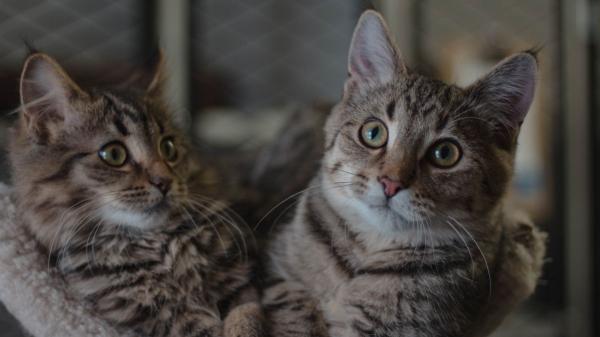 Las adopciones de gatos se disparan en las ciudades medianas y pequeñas: el teletrabajo y la falta de espacio cambian las reglas - Programas de gestión y sensibilización triplican las adopciones en ciudades medianas