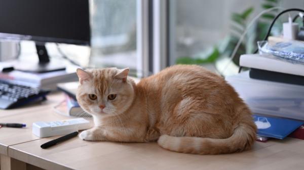 Las adopciones de gatos se disparan en las ciudades medianas y pequeñas: el teletrabajo y la falta de espacio cambian las reglas - Un cambio de estilo de vida: teletrabajo y nuevas rutinas domésticas