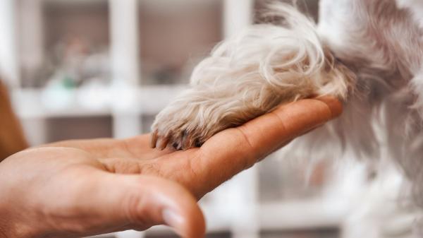 Si tu perro no deja de lamerse las patas, no lo ignores, podría desarrollar un granuloma: cómo reconocerlo a tiempo - Cómo reconocer un granuloma en perros antes de que empeore: las señales de alerta