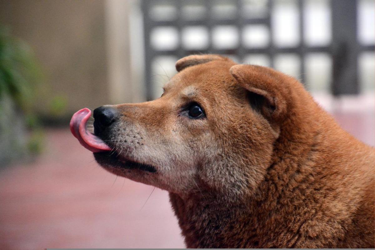 Dermatitis acral por lamido en perros - Tratamiento y causas